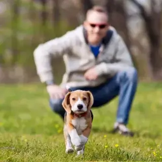 Evcil Hayvanların Taşınma Esnasında Güvenliği : Kapak Görseli